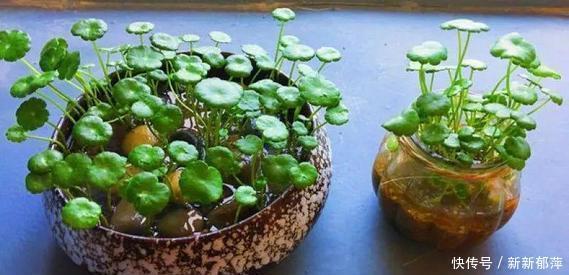 这5种花不能缺水,太阳一晒更要补水,开花勤快叶子翠绿