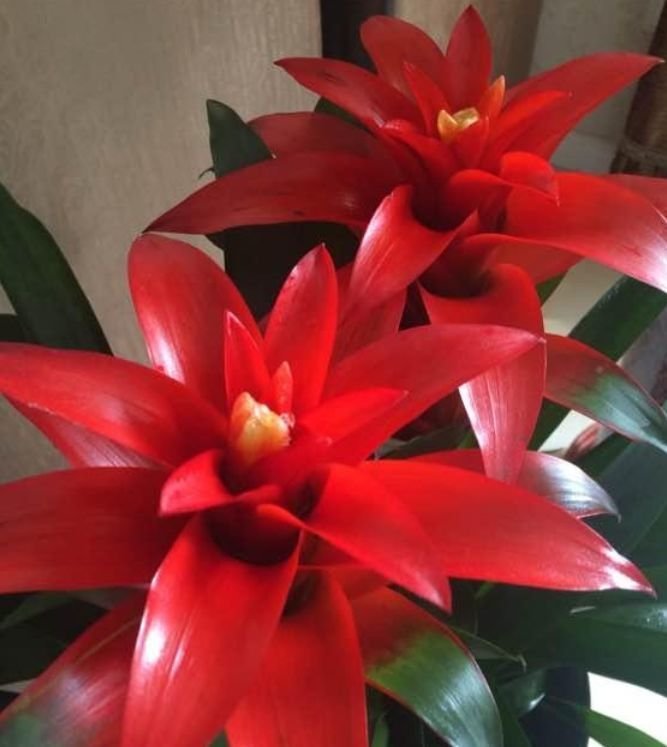 凤仙花凤仙花|家里要养3种花,开花吉祥又喜庆,时来运转,越过越富裕有钱