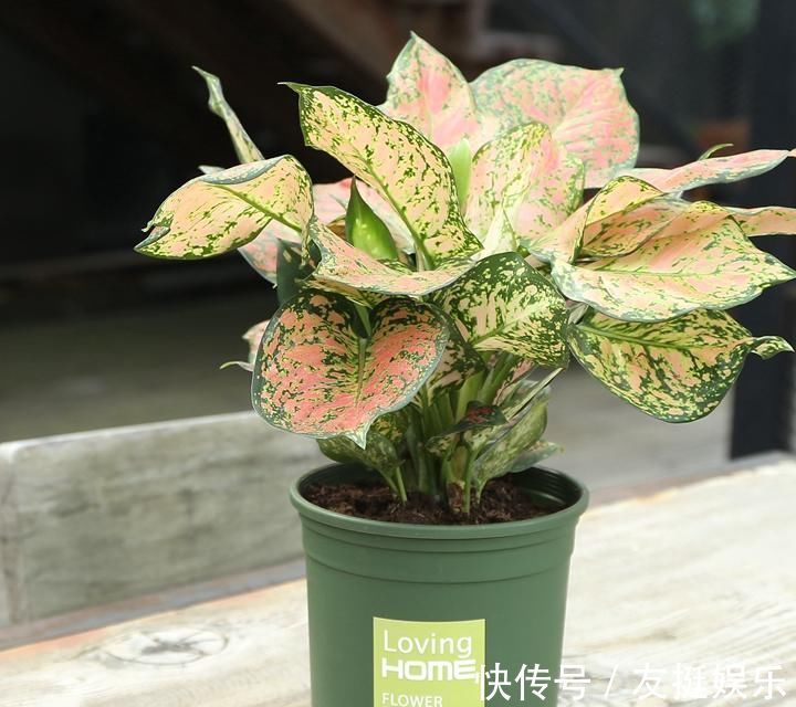 牡丹花|快扔掉家中发财树,真正好看还能净化空气的是这几种,高级又漂亮