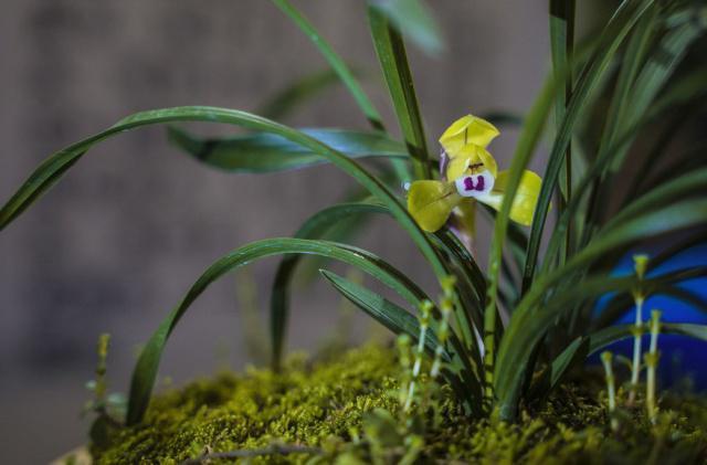 养兰花,浇水是关键,学会这“3招”,不烂根、不黄叶,轻松爆盆