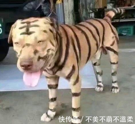 |搞笑图片幽默段子笑话:哈哈,狗子你咋变成这样了,谁帮你画的