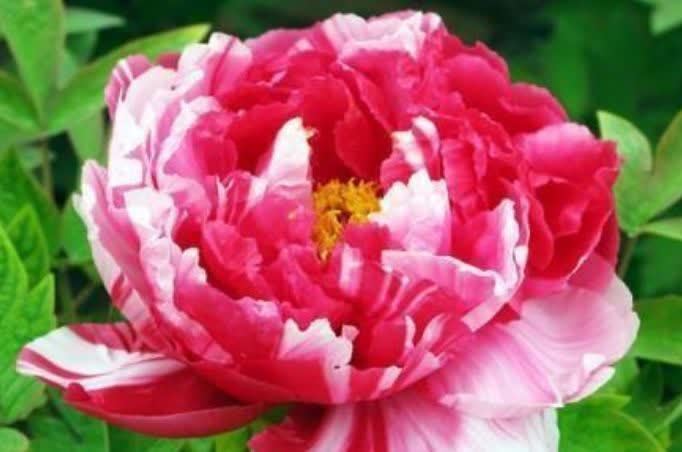 一种漂亮又好养的盆栽绿植，一片叶子就能活，一年四季花开不断