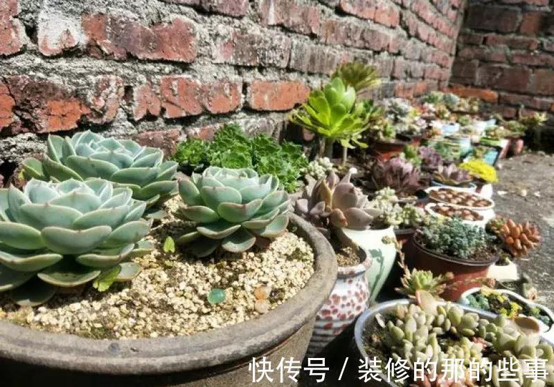 酸碱度|养花全靠1句话，这样养花保证能活