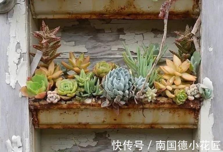 多肉|夏秋雨水多，多肉盆栽总长胡须，难道是要挂了的信号？