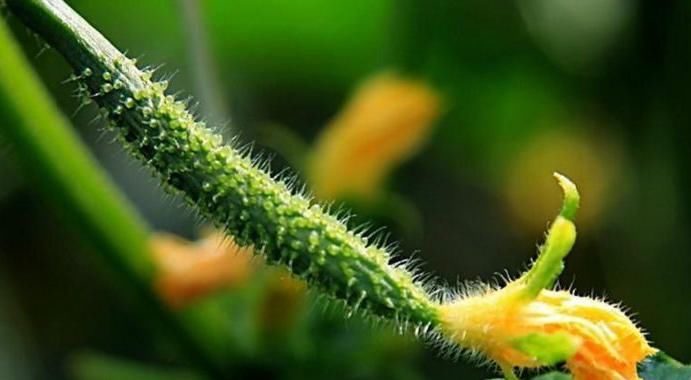 黃瓜和此物搭配吃，清腸排毒，提高免疫力，給身體來個大掃除！