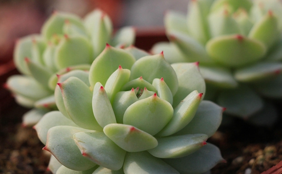 养什么多肉好6种好看好养又不贵的多肉,美成一道风景线!