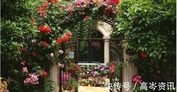 小区|坐拥270㎡大院子,她如何用五年时间,打造成了全小区最美的花园