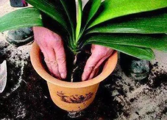 根系|养花要换盆，关键4点要“做对”，不然换了也白换，还容易死掉