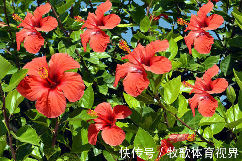 被名字耽误的2种花,颜色艳丽皮实好养,家里“老人”不喜欢