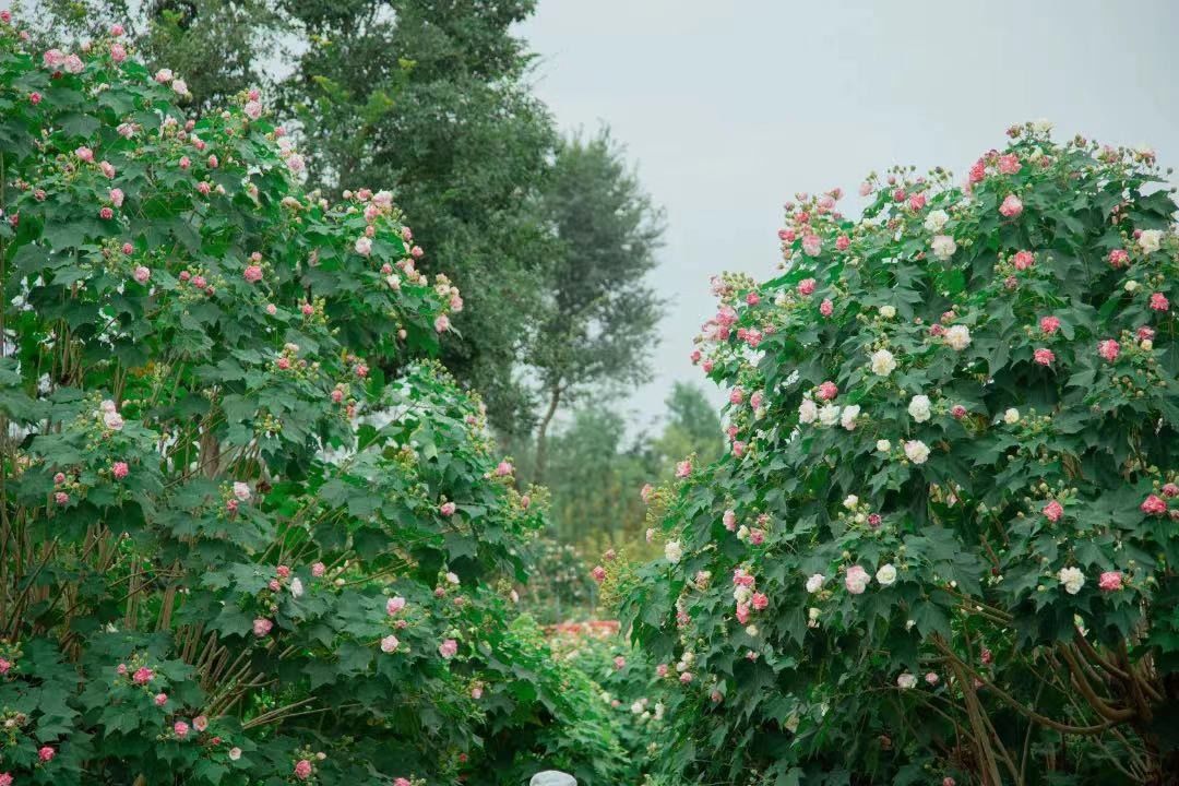 天府芙蓉园|C位出道！成都50000株芙蓉花开了