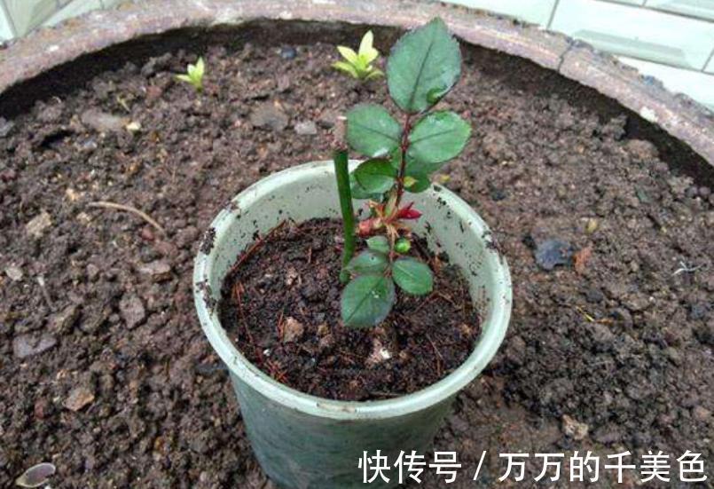 枝条|3种高颜值花卉，8月扦插正当时，生根快冒新芽，喜欢赶紧动手