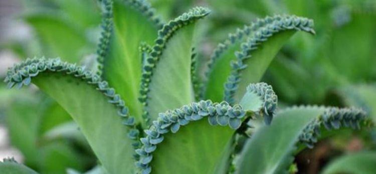 4种花现在养刚好,家里养一盆,招财纳福好运来,日子越过越红火