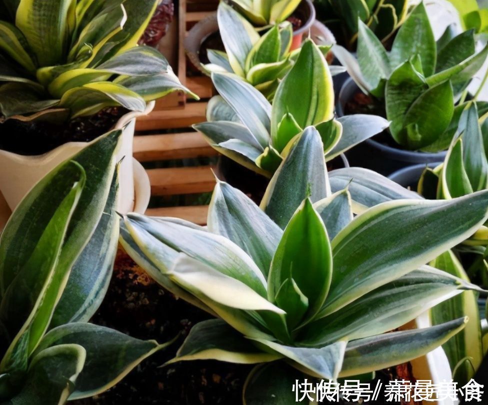 养花高手都具备的“好习惯”，新手如果坚持下来，花会越养越好