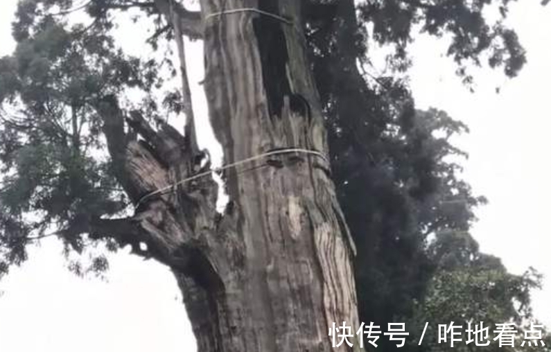 浙江景宁的这棵千年古树，靠营养液维持生命，今却争议不断