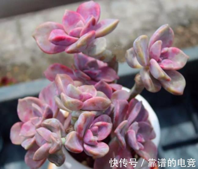 多肉紫乐掉叶子长不好?简单几步,恢复生长爆侧芽,养成小老桩