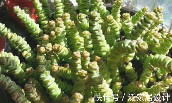 铜钱草|5种花卉自“带钱”,寓意美好招财进宝,有钱人家都会养几盆