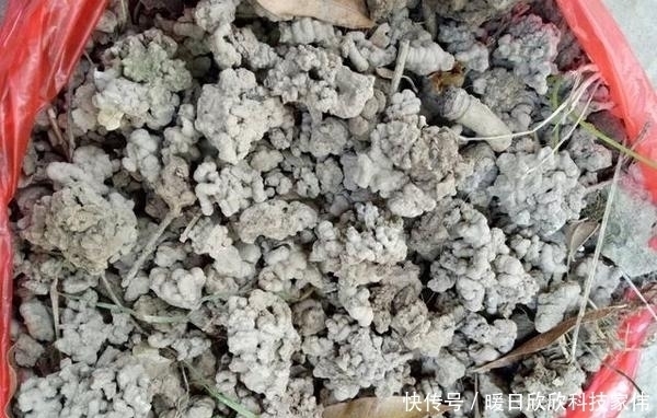 花生壳、松针土作用都不如“它”,捡一点扔盆里,养啥都“爆盆”