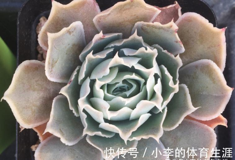 蓝丝绒可爱又好养，叶片有褶皱和透明的冰边，但它并非月影系多肉