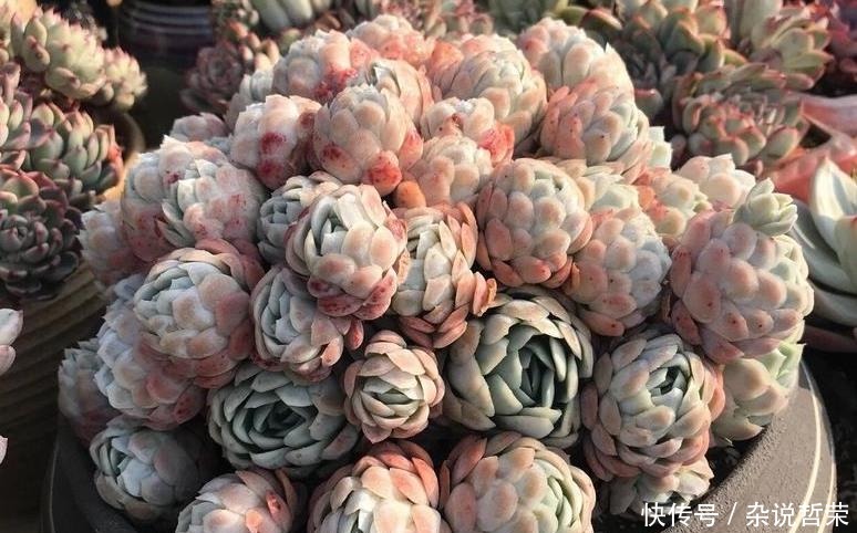 多肉植物|体积变小、狂冒气根?多肉可能“危险”了,根据这2点经验去预防