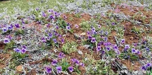 人称“地黄瓜”包饺子味道好，乡下小孩都吃过，可惜沦为杂草