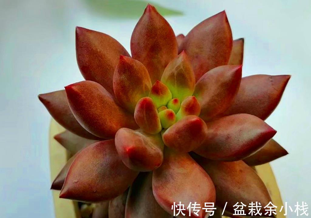 这些从春可以红到秋的多肉,比较不容易掉状态,值得拥有