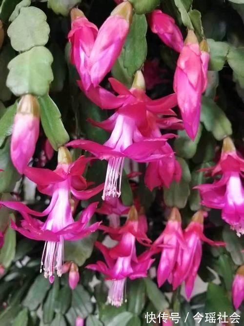 植物|养了5年的蟹爪兰,原来是个“假货”,看看你家的是什么?