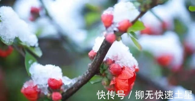 小朵$冬荣(闲致散文)!