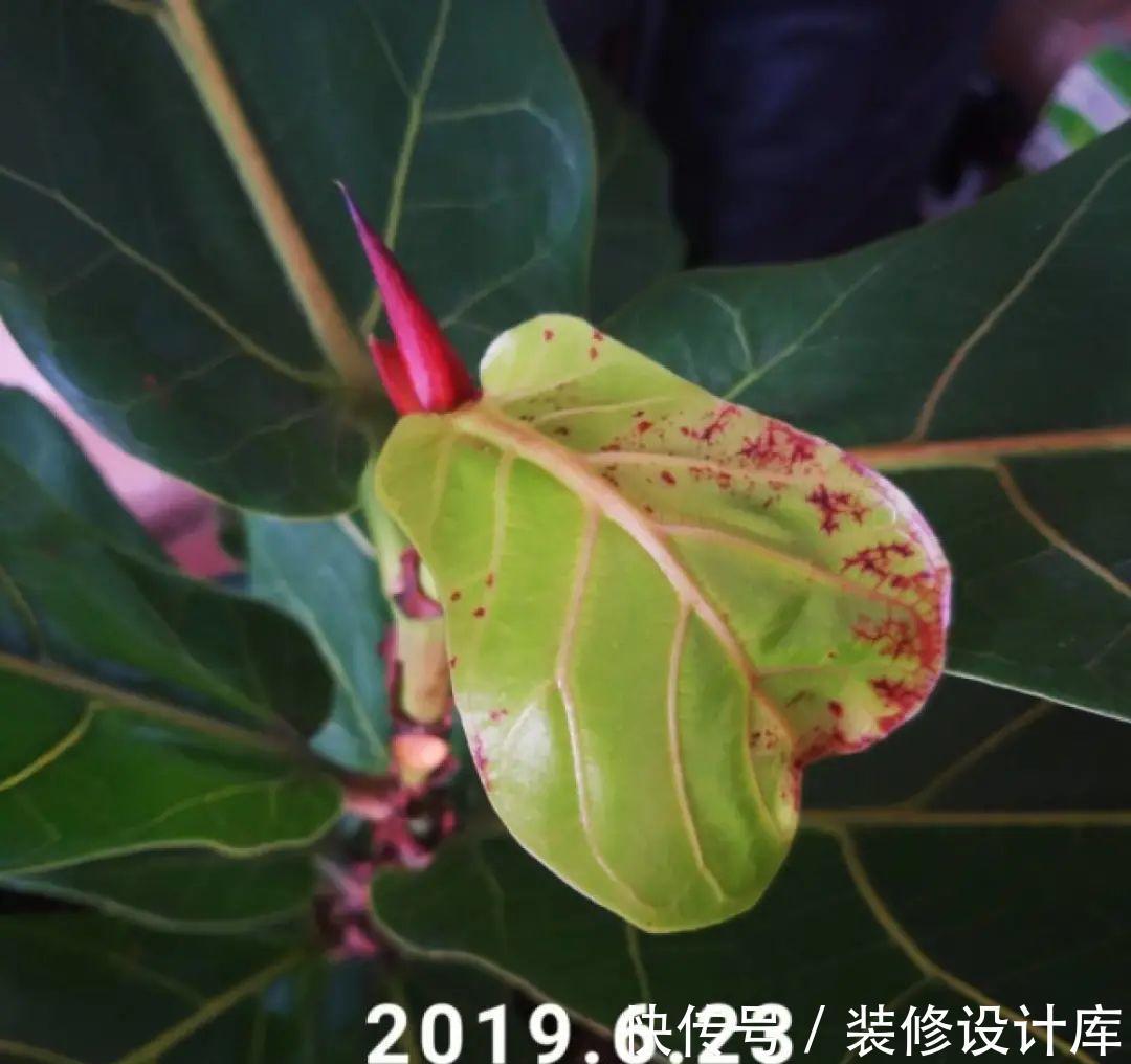 花友|7种花,现在要砍头,冲天炮变成爆炸头