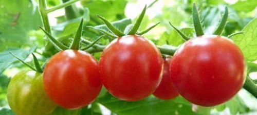 西红柿配一宝,一起食用,视力变好了,皮肤好了,大人小孩都爱吃