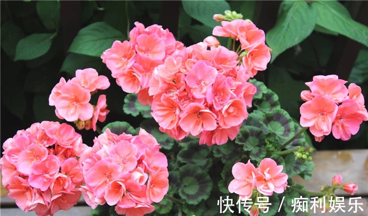 养天竺葵,常做1个小动作,叶片油绿发亮,开花红艳艳,爆花成球