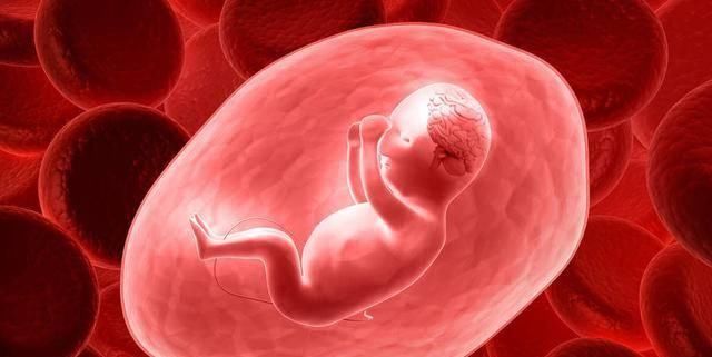 大脑|孕期抓住胎儿大脑发育3个“高峰期”，宝宝出生后，智商只高不低