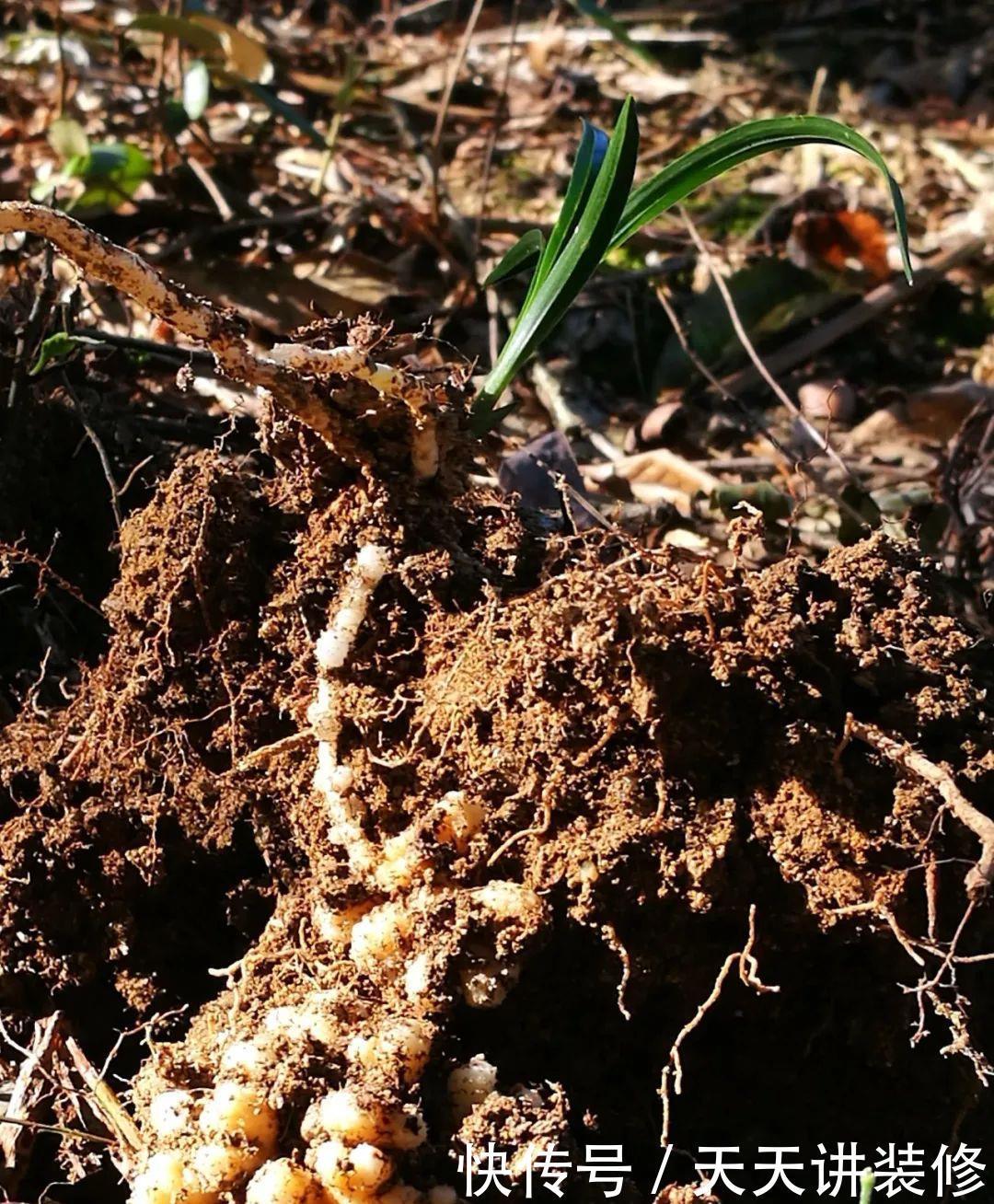 兰花喜酸还是喜碱?很多兰友虽明白,却都做错了