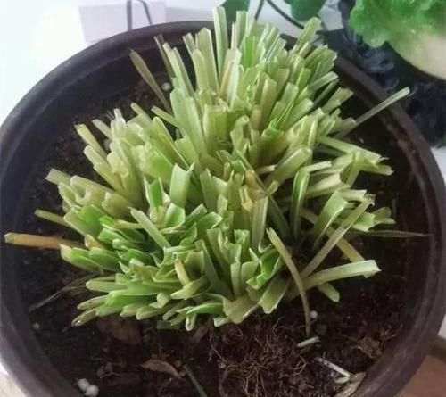 明年|养花得做减法,入冬后此5种花剪1刀,明年长得旺、开花多