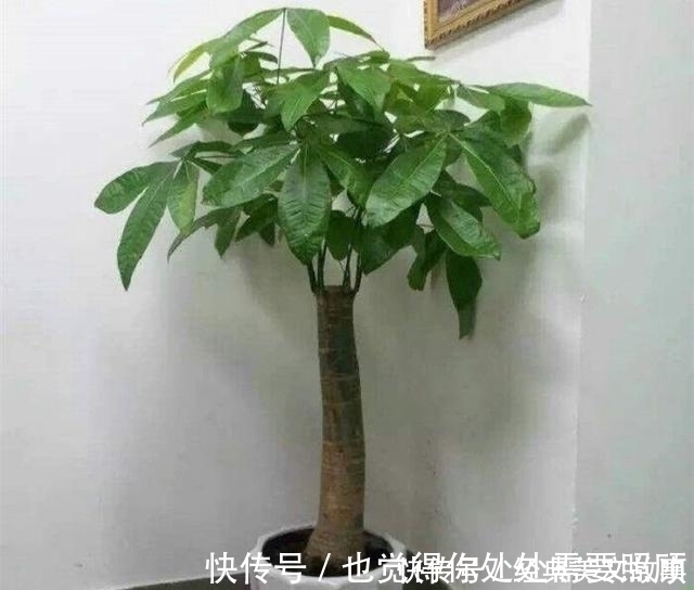 4种花,大户人家养的多,个个四季常青寓意好