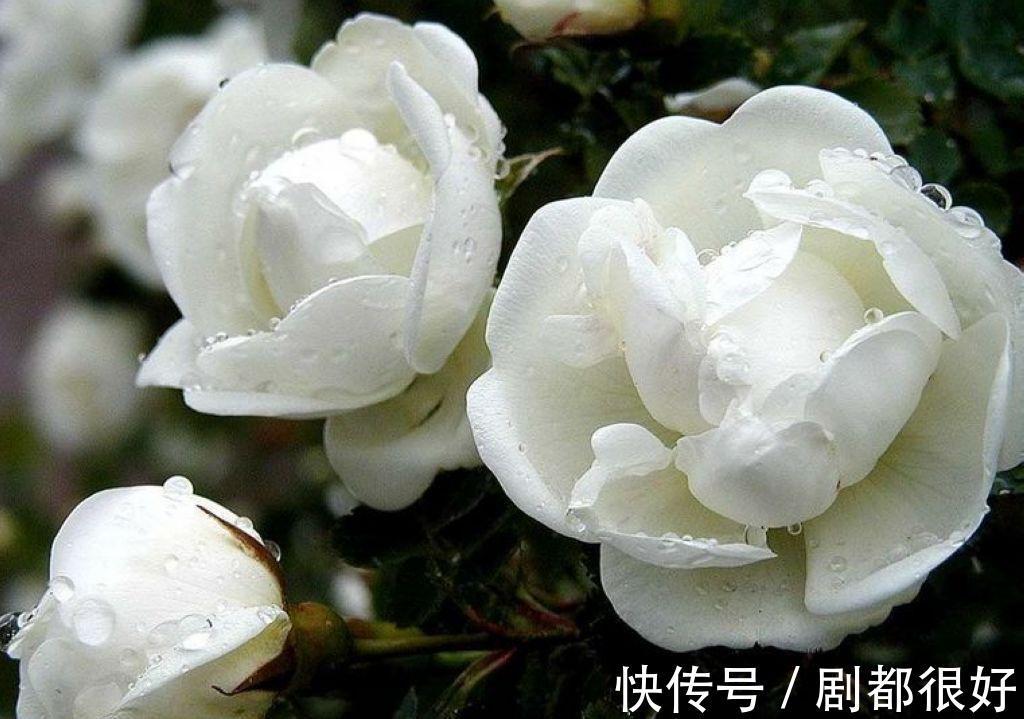 养花试试这几款,五彩缤纷、光彩照人,平时注意浇水频率