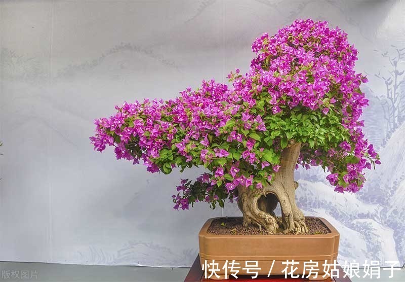 失误|养殖盆景花卉注意6点,简单的1点失误,就是你养不好它的原因