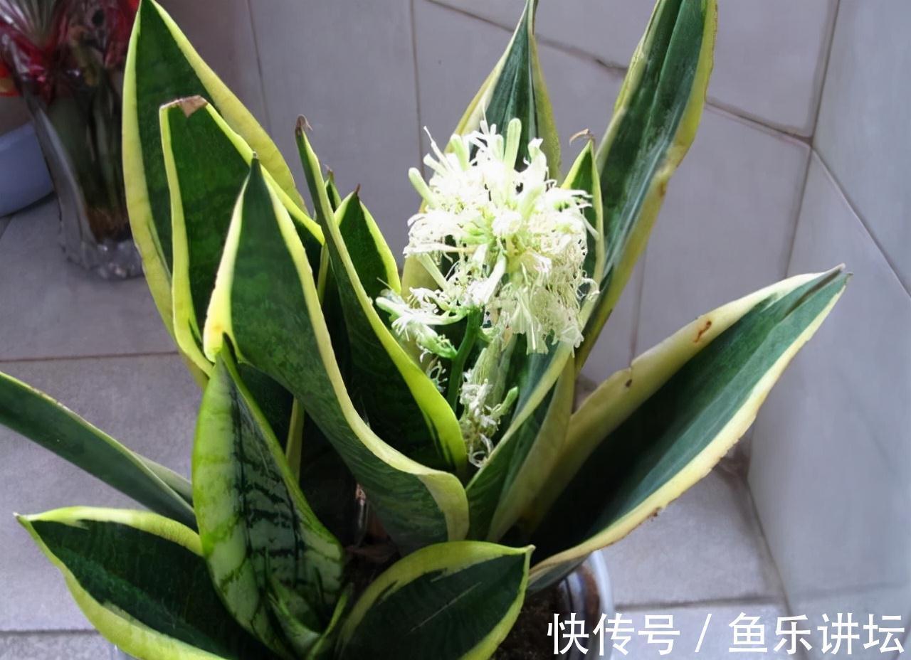 农历九月十八霜降后，养什么花？家里养3种花，幸福如意事事顺心