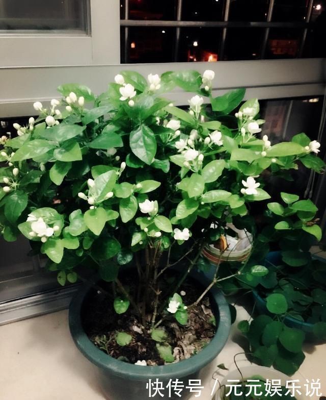 枝条|夏日的茉莉花就离不开它们，开花效果太好，黄叶都不见一片