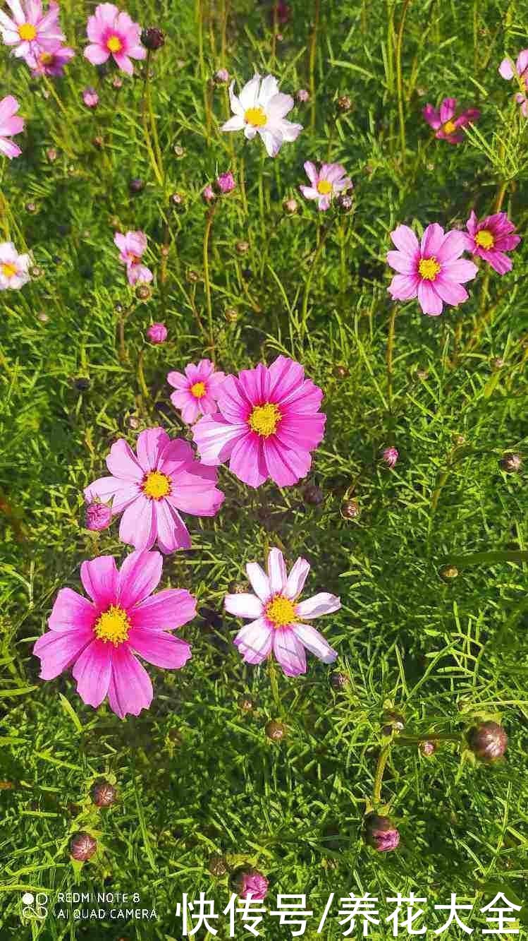 金鸡菊|5种适合夏天养的菊花，一开就是一大片，年年收种子年年种