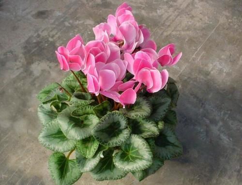 年底逛花卉市场,选4种“良心花”,好看还不贵