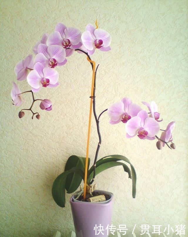 红掌|家里采光差并不影响养花,这几种花耐阴性强,光照差也能开花爆盆