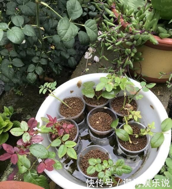 高春|扦插月季不生根黑杆用这种“神奇土”,10天生根,成活率高