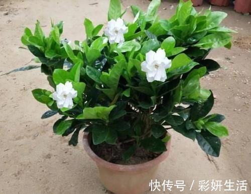 新鲜柚子皮,到了冬天,可是养花的“大宝贝”!