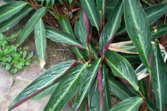 鲜艳|此花株形优美,鲜艳的花色十分引人注目,寓意为转身的奇迹