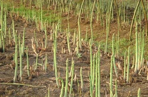 遇光就会“变质”,富含硒元素,炒肉是一绝,当下12元一斤