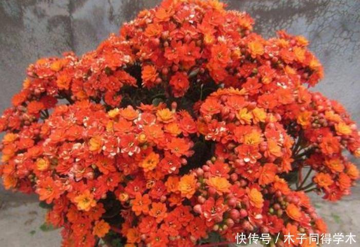 长寿花套“黑袋”促花?想法挺好但是要会操作,否则很难开花!