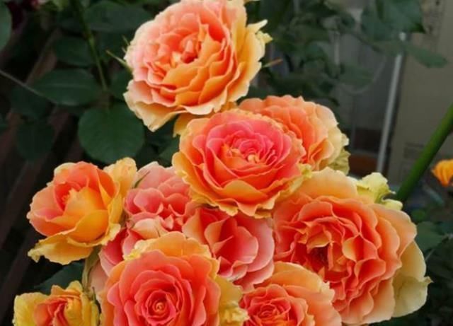 月季花|它,号称“花中皇后”,比牡丹好养,比玫瑰更香,一年四季都开花