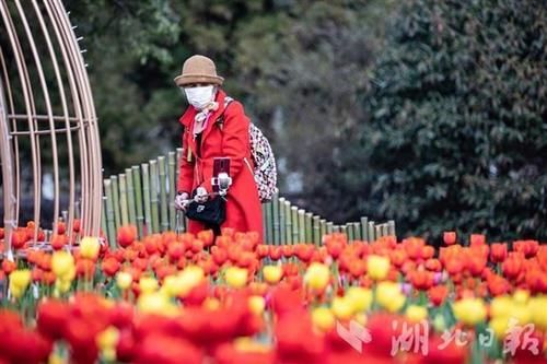 18万株郁金香扮美春节