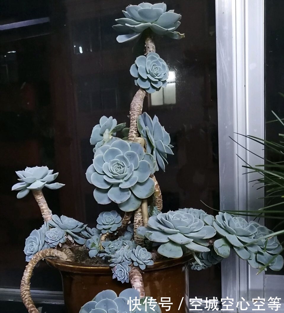 马库斯|养多肉浇灌2种“营养液”,根系发达、叶子圆润,1年变老桩