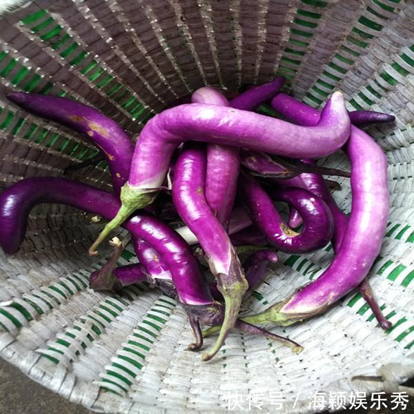 茄子做法,肉沫茄子,红烧茄子,凉拌茄子,家常菜,茄子种植技术